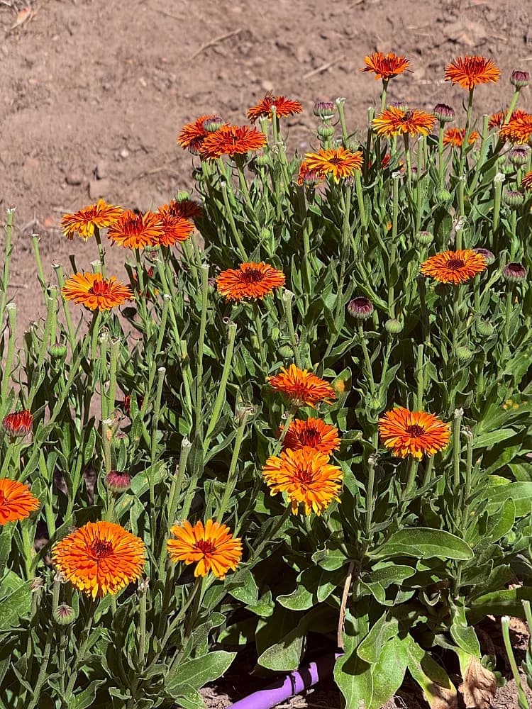 ฟาร์ม Jurlique คาเลนดูลา (Calendula)

