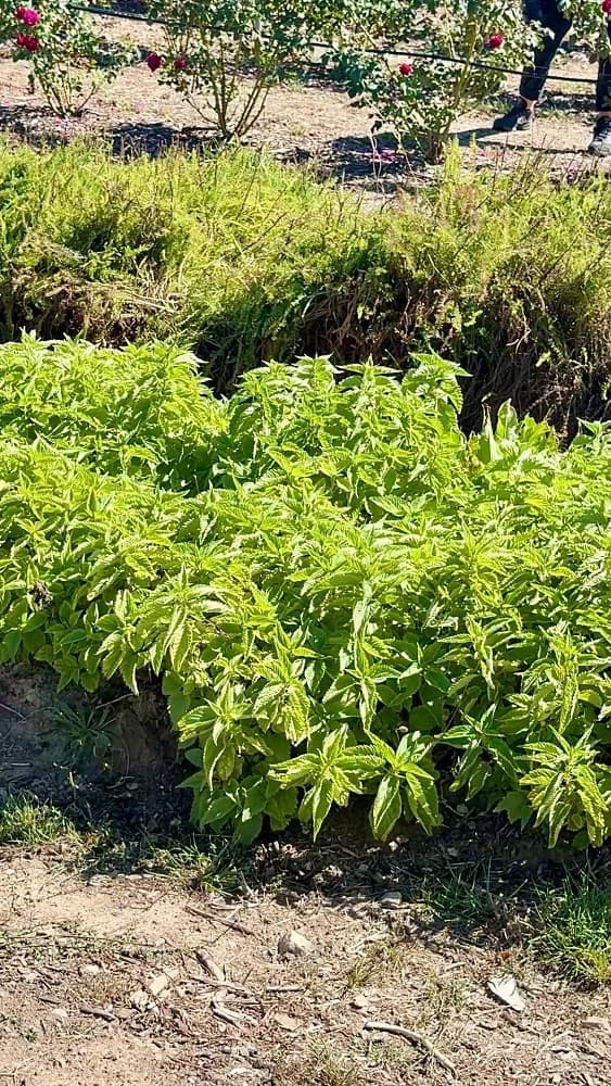 ฟาร์ม Jurlique กะเพรา (Holy Basil)
