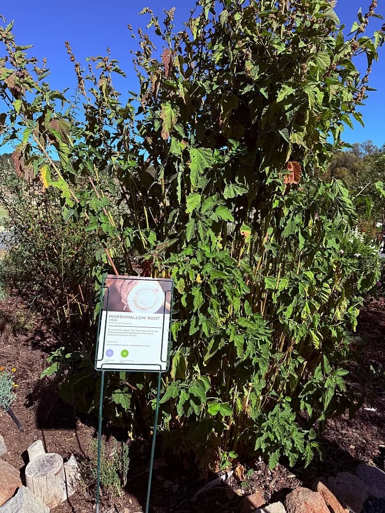 ฟาร์ม Jurlique  ต้นมาร์ชแมลโลว์ 