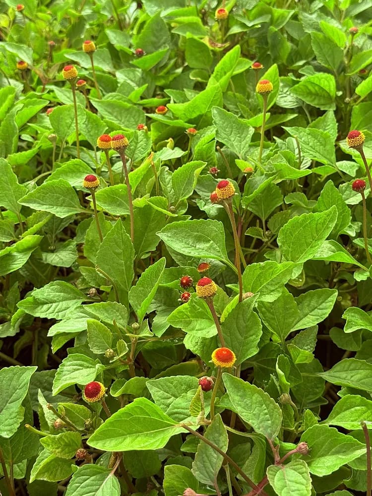 ฟาร์ม Jurlique ผักคราด (Spilanthes)